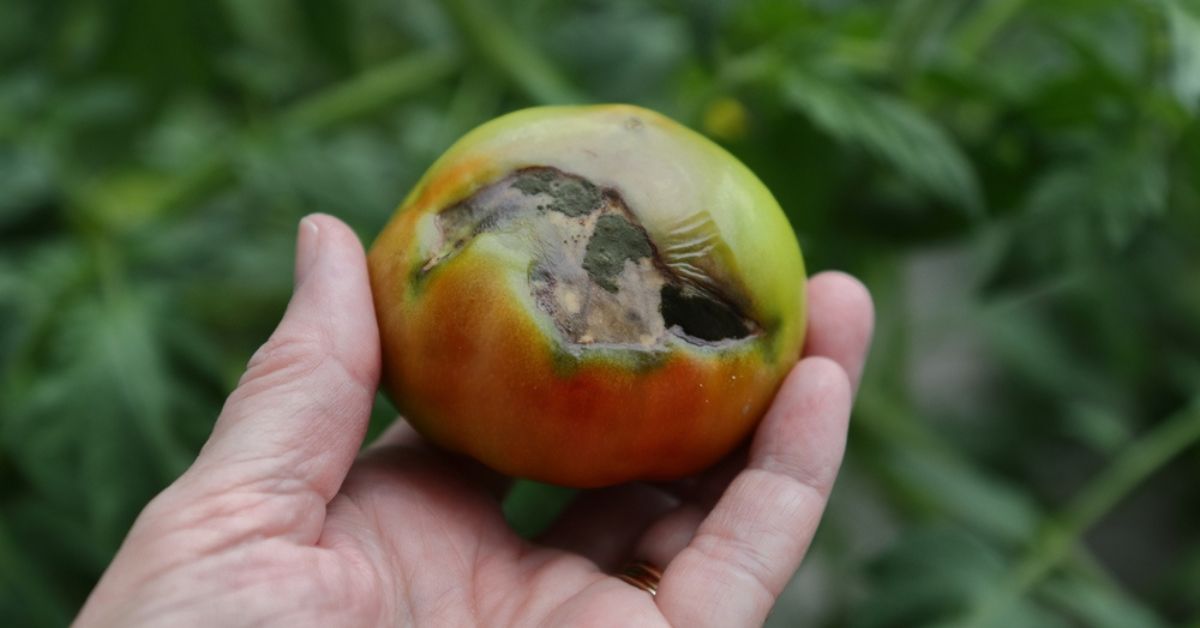 Sauvez vos tomates du ‘cul noir’ : prévenir et traiter la nécrose apicale