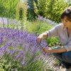 Lavande : conseils pour une belle floraison !