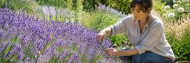 Lavande : conseils pour une belle floraison ! Lavande : conseils pour une belle floraison !