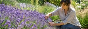 Lavande : conseils pour une belle floraison !