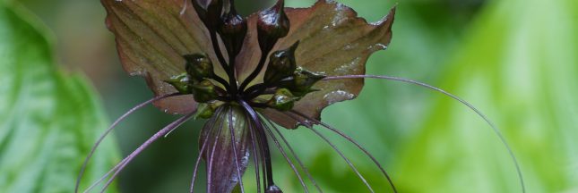 Les plus belles fleurs noires