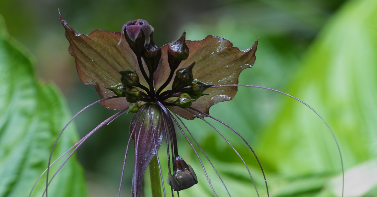 Élégantes et mystérieuses... les plus belles fleurs noires (ou presque)