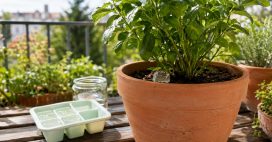 Fabriquer du gel d’arrosage pour empêcher ses plantes de dessécher Fabriquer du gel d’arrosage pour empêcher ses plantes de dessécher