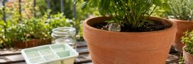 Fabriquer du gel d'arrosage pour empêcher ses plantes de dessécher