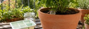 Fabriquer du gel d'arrosage pour empêcher ses plantes de dessécher Fabriquer du gel d'arrosage pour empêcher ses plantes de dessécher