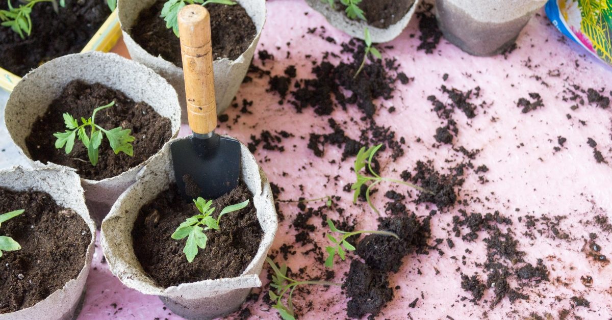 Comment faire germer une graine de tomate… cerise ou non !