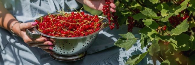 C'est le moment de récolter les groseilles pour réaliser une multitude de recettes savoureuses !
