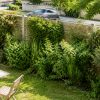 Isoler son jardin avec une haie anti-bruit : les meilleurs végétaux Isoler son jardin avec une haie anti-bruit : les meilleurs végétaux