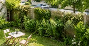 Isoler son jardin avec une haie anti-bruit : les meilleurs végétaux