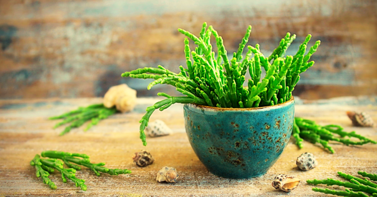 Comment cuisiner la salicorne, des idées recettes Comment cuisiner la salicorne, des idées recettes