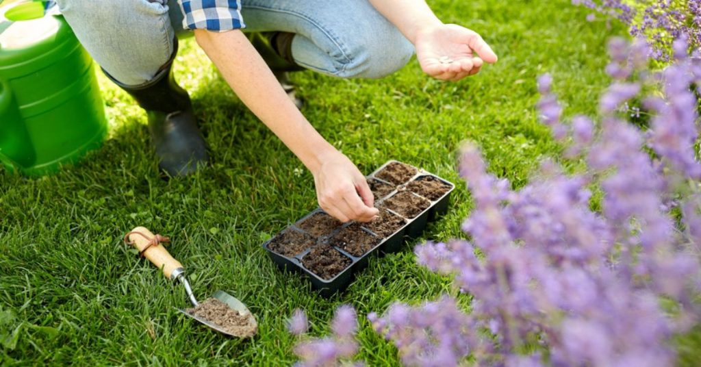 L’été, saison propice à la multiplication des plantes : bouturage, division, semis…