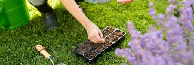 L'été, saison propice à la multiplication des plantes : bouturage, division, semis...