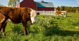 Les jonquilles, alliées inattendues pour sauver le climat ?