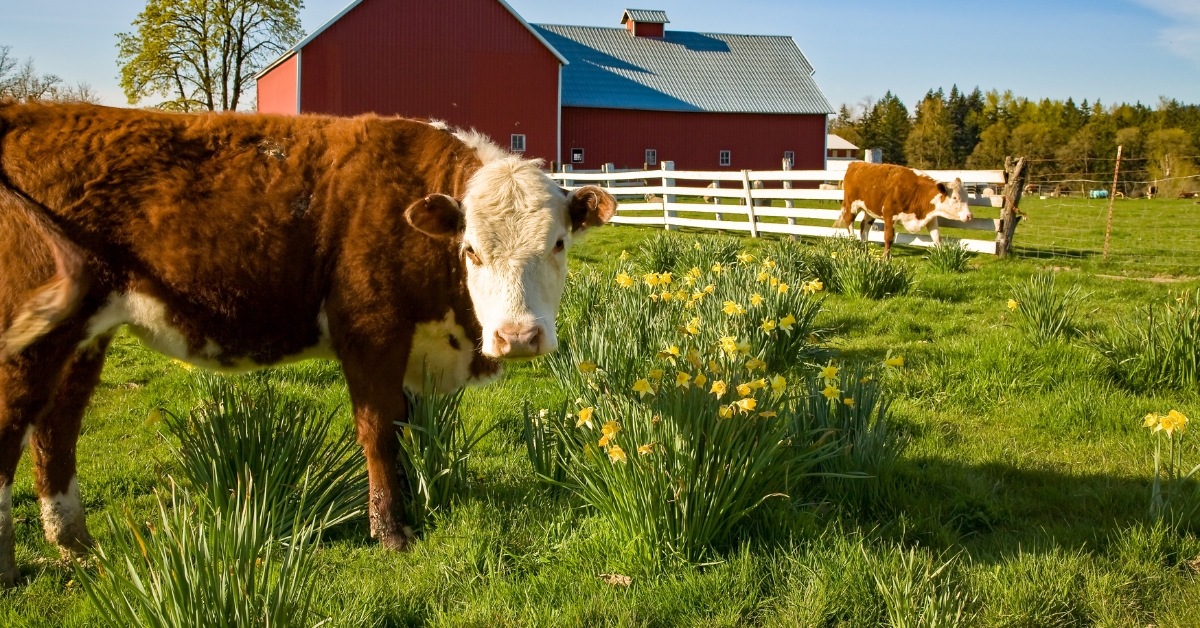 Les jonquilles, alliées inattendues pour sauver le climat ?