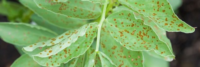 La rouille : reconnaître et lutter contre cette maladie fongique courante au jardin