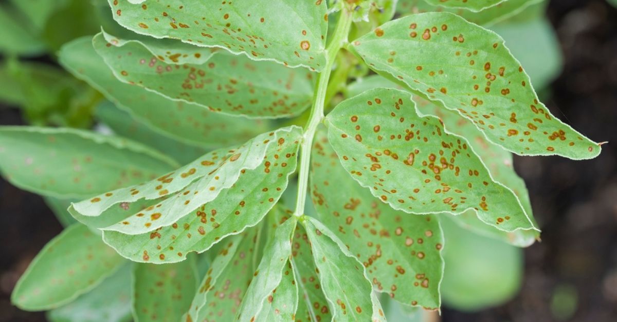 La rouille : reconnaître et lutter contre cette maladie fongique courante au jardin