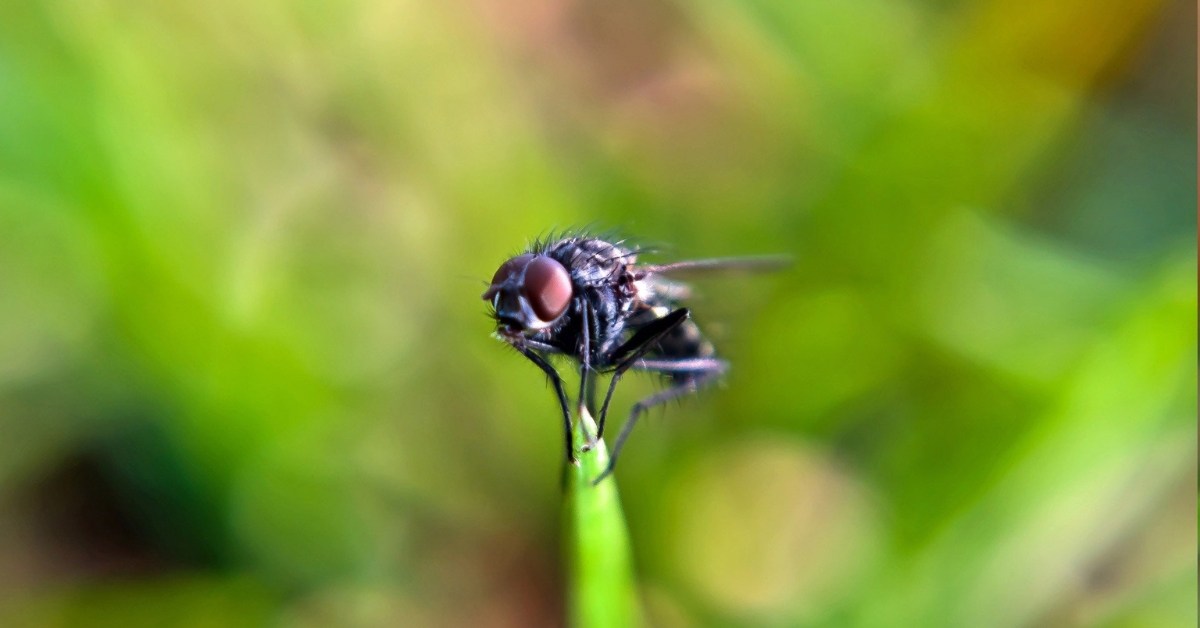 C'est l'été, les mouches sont de retour ! C'est l'été, les mouches sont de retour !