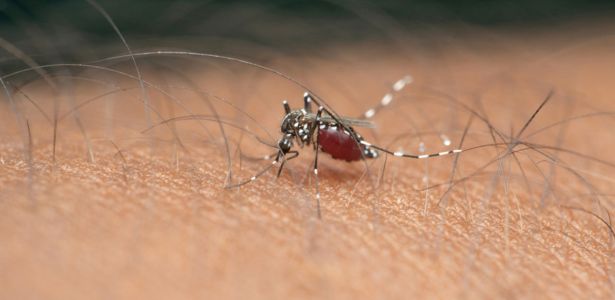 Prévenir les piqûres de moustiques : des conseils essentiels