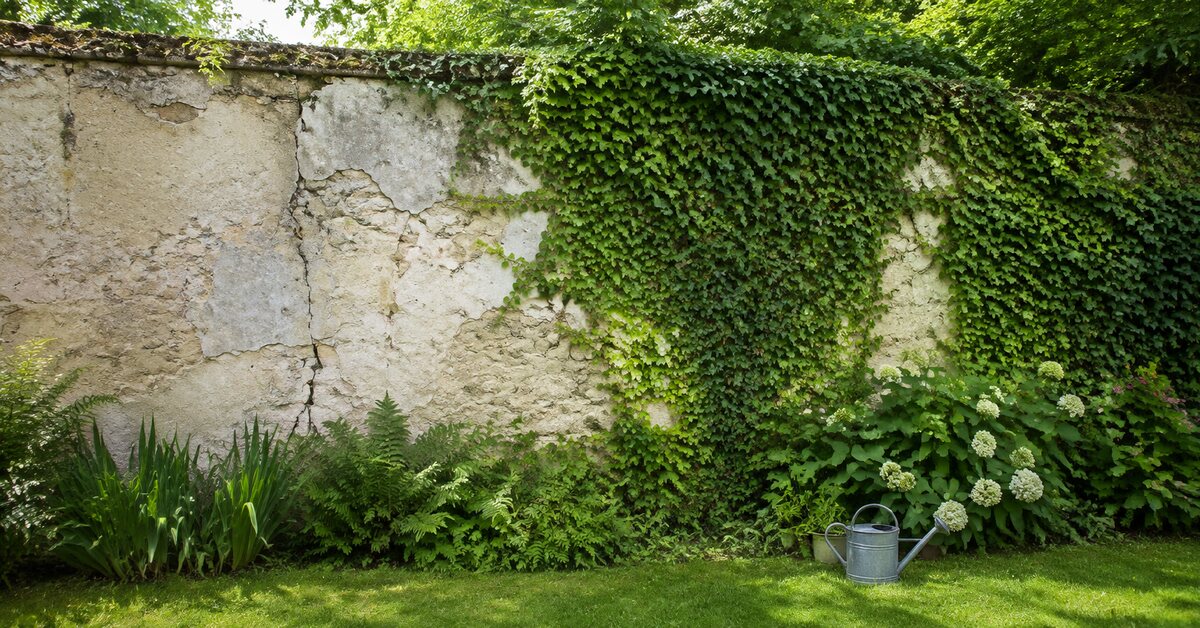 Le lierre habille naturellement un mur de jardin vieillissant.