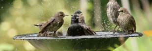 Comment aider les oiseaux eux aussi victimes des canicules
