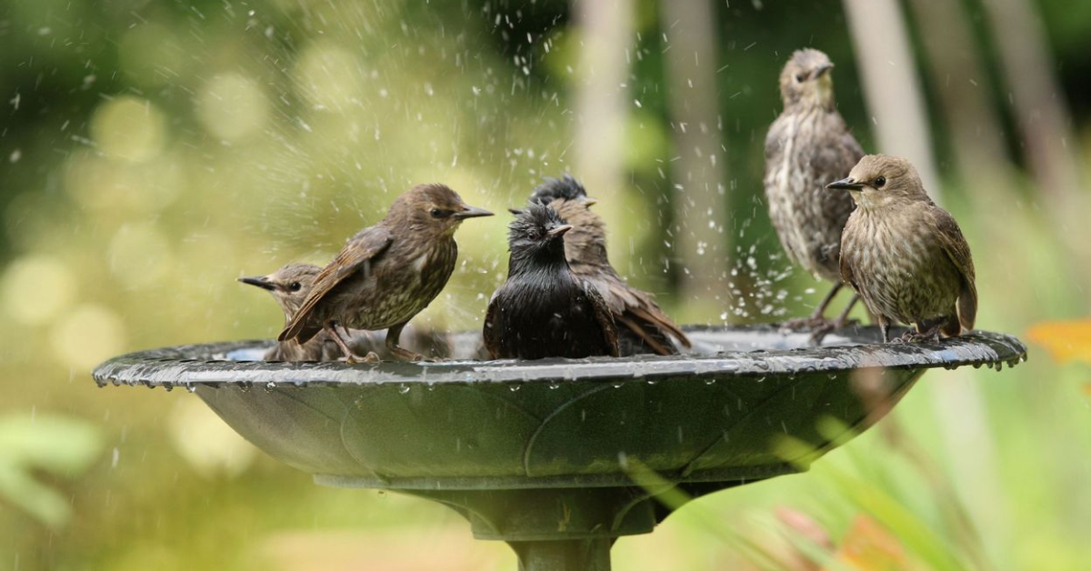 Comment aider les oiseaux eux aussi victimes des canicules Comment aider les oiseaux eux aussi victimes des canicules