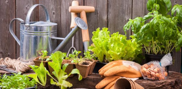 Les outils de jardinage pour entretenir et embellir