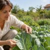 Piéride du chou : protégez vos choux des prédateurs en juillet au jardin bio Piéride du chou : protégez vos choux des prédateurs en juillet au jardin bio