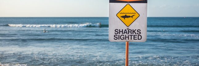 plage dangereuse requin