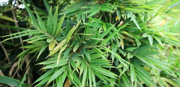 Le Bambou (Fargesia), plante résistante à la sécheresse et au froid