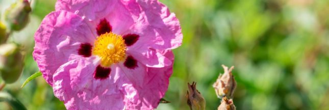 20 plantes résilientes pour jardiner malgré le réchauffement climatique