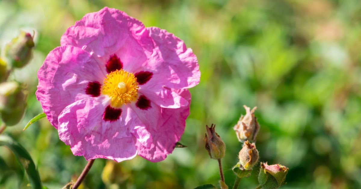 20 plantes résilientes pour jardiner malgré le réchauffement climatique