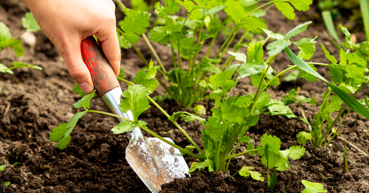 Secrets de jardinier : comment planter la coriandre et la faire prospérer ? Secrets de jardinier : comment planter la coriandre et la faire prospérer ?