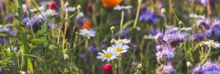 Remplacer sa pelouse par une prairie de fleurs sauvages : de nombreux bénéfices ! Remplacer sa pelouse par une prairie de fleurs sauvages : de nombreux bénéfices !