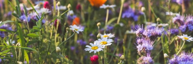 Pourquoi remplacer le gazon par une prairie de fleurs sauvages ?