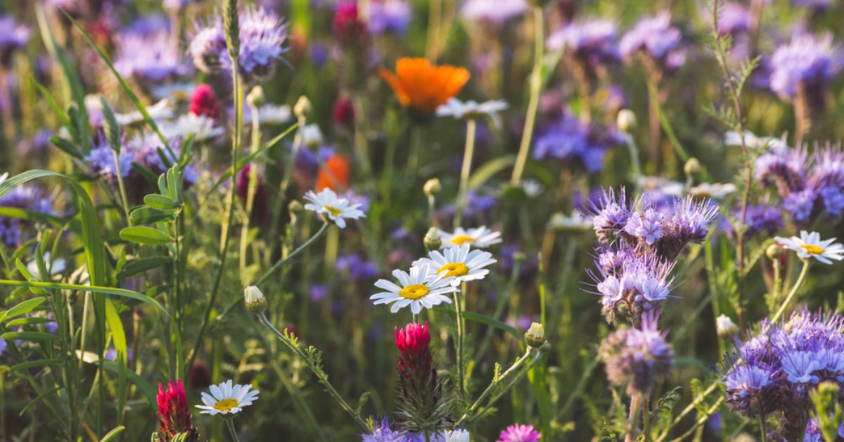 Remplacer sa pelouse par une prairie de fleurs sauvages : de nombreux bénéfices ! Remplacer sa pelouse par une prairie de fleurs sauvages : de nombreux bénéfices !