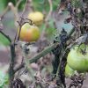 Protéger le potager des chaleurs extrêmes : les bons réflexes Protéger le potager des chaleurs extrêmes : les bons réflexes