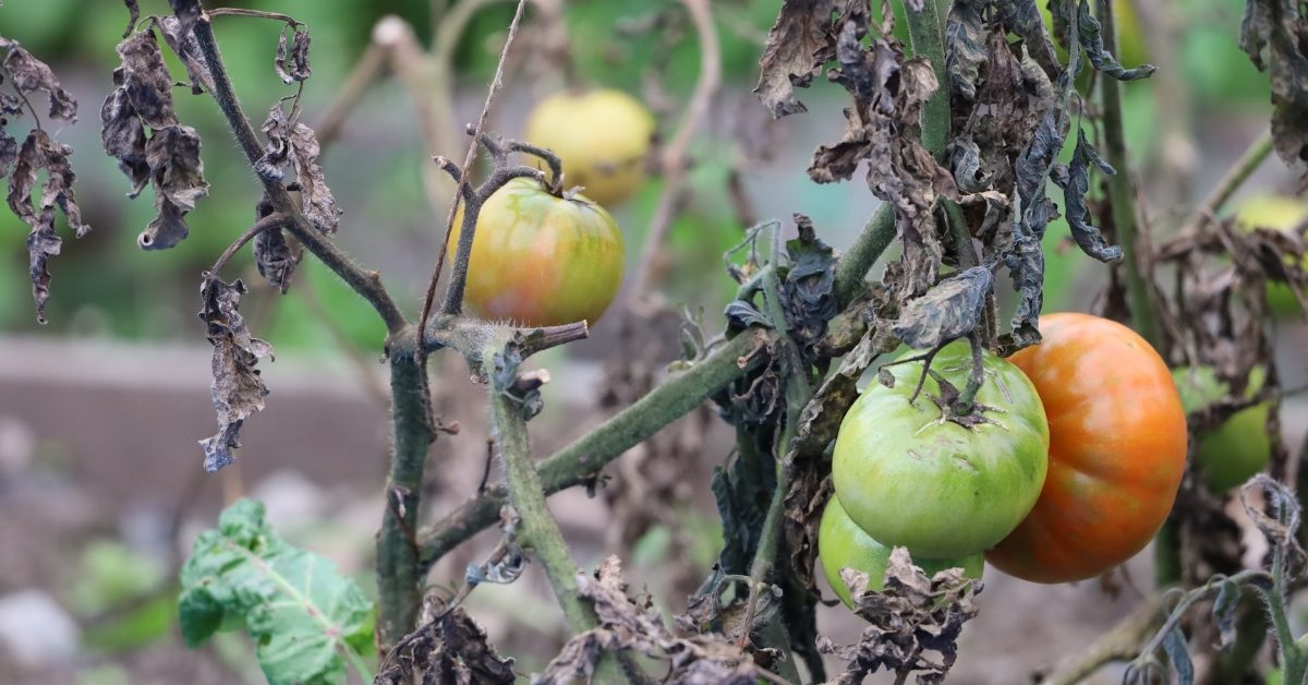 Protéger le potager des chaleurs extrêmes : les bons réflexes
