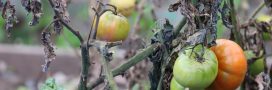 Protéger le potager des chaleurs extrêmes : les bons réflexes Protéger le potager des chaleurs extrêmes : les bons réflexes