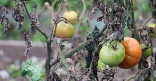 Protéger le potager des chaleurs extrêmes : les bons réflexes
