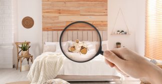 Punaises de lit : un fléau qui touche la santé et le porte-monnaie de 11% des Français