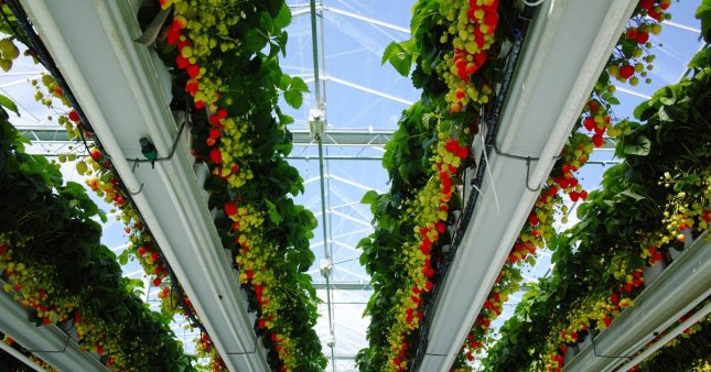 Des légumes bio sous serres chauffées en hiver, c'est de nouveau autorisé ! Des légumes bio sous serres chauffées en hiver, c'est de nouveau autorisé !