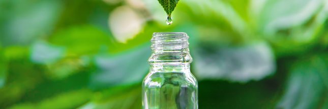 Vins et autres élixirs de santé : découvrez le pouvoir de la mélisse, du basilic et de la berce