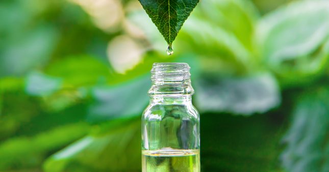 Vins et autres élixirs de santé : découvrez le pouvoir de la mélisse, du basilic et de la berce