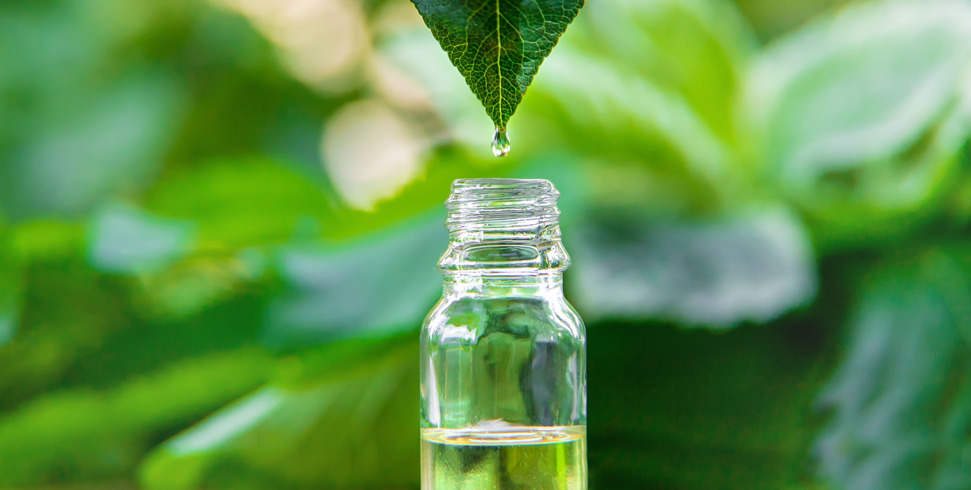 Mélisse, basilic et berce : mettez le bien-être en bouteilles !