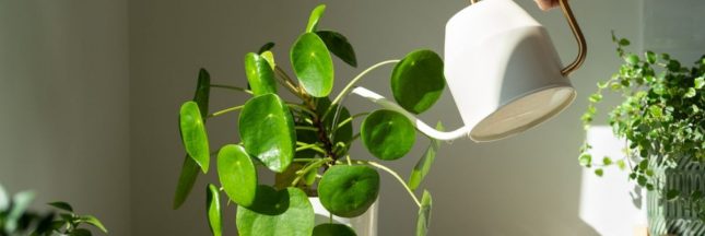 Comment prendre soin de ses plantes d'intérieur en été ?