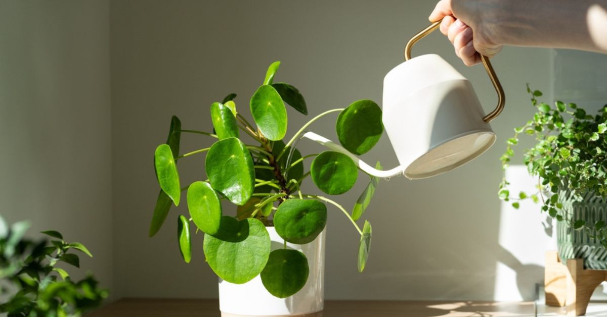 Le bon emplacement et les soins adéquats pour vos plantes vertes.