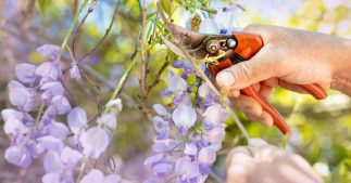 Les arbustes et plantes grimpantes à ne pas oublier de tailler en juillet Les arbustes et plantes grimpantes à ne pas oublier de tailler en juillet