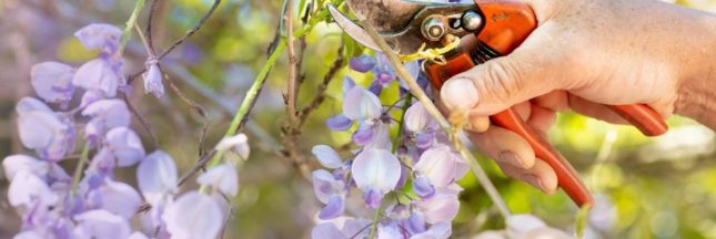 Les arbustes et plantes grimpantes à ne pas oublier de tailler en juillet