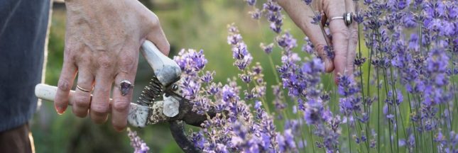 Quand et comment tailler et sécher la lavande pour en profiter toute l'année