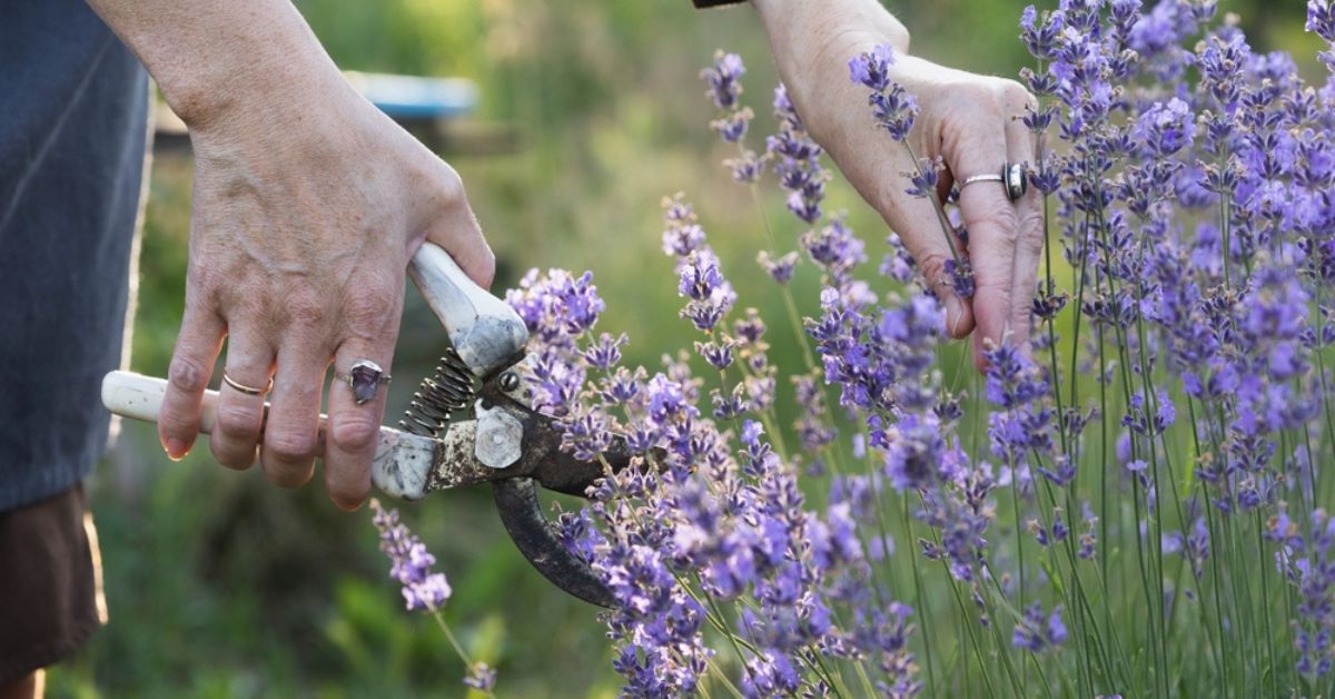 Tailler, sécher et transformer la lavande pour profiter de sa senteur toute l'année